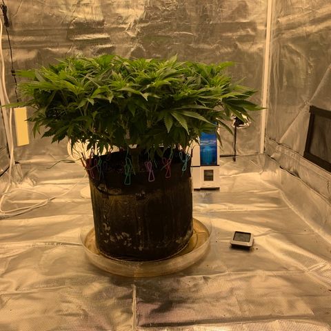 Green Crack growlog timeline photo