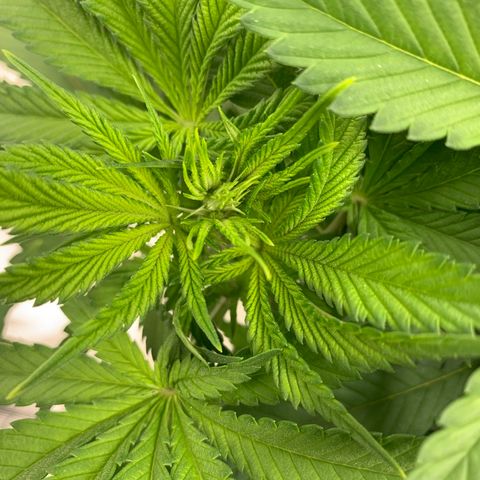Green Crack growlog timeline photo