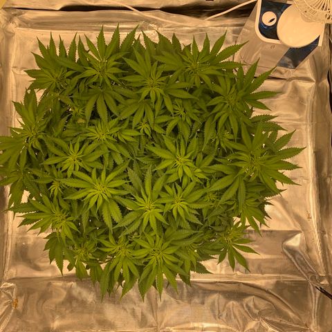 Green Crack growlog timeline photo