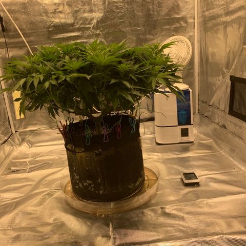 Green Crack growlog timeline photo