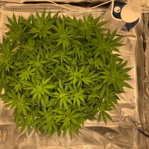 Green Crack growlog timeline photo