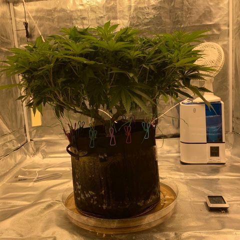 Green Crack growlog timeline photo