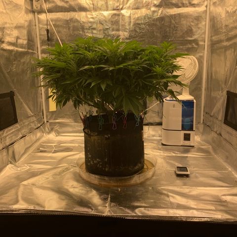 Green Crack growlog timeline photo