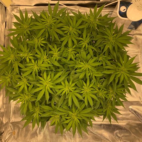 Green Crack growlog timeline photo