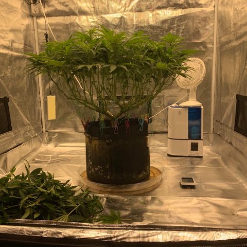 Green Crack growlog timeline photo