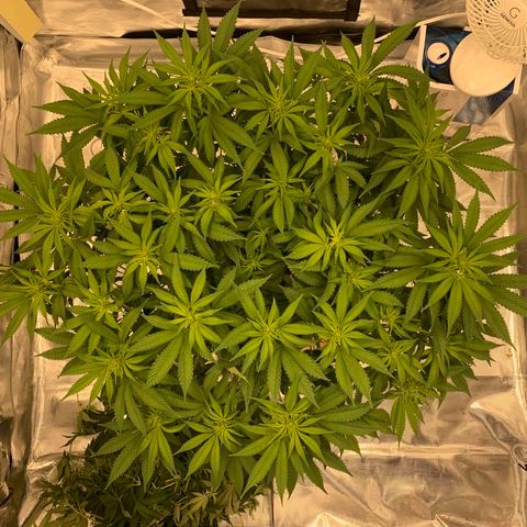Green Crack growlog timeline photo