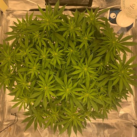 Green Crack growlog timeline photo
