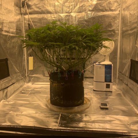 Green Crack growlog timeline photo