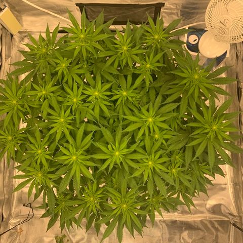 Green Crack growlog timeline photo