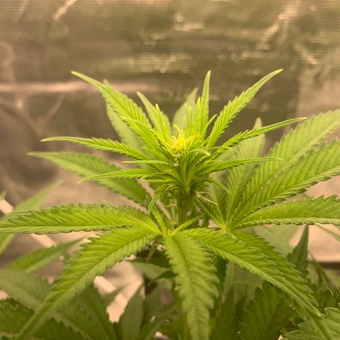 Green Crack growlog timeline photo