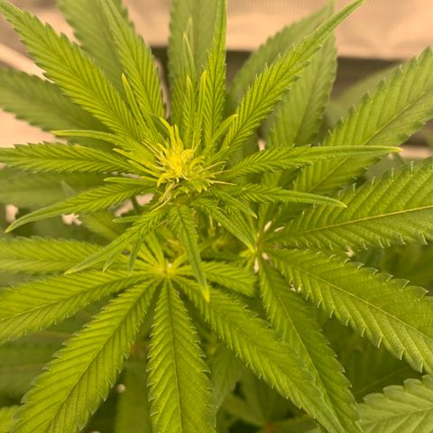 Green Crack growlog timeline photo