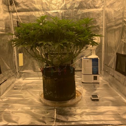 Green Crack growlog timeline photo
