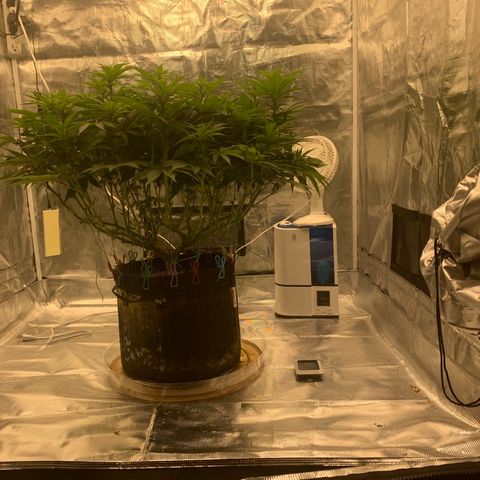 Green Crack growlog timeline photo