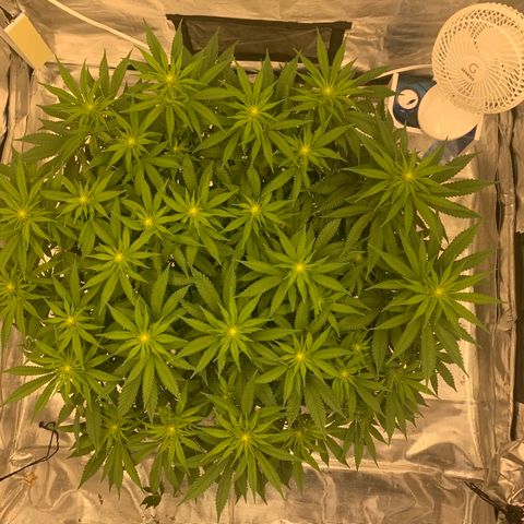 Green Crack growlog timeline photo