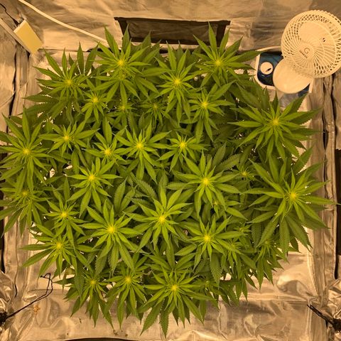 Green Crack growlog timeline photo