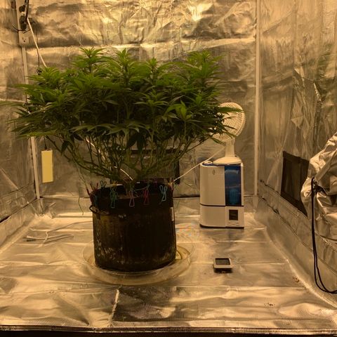 Green Crack growlog timeline photo