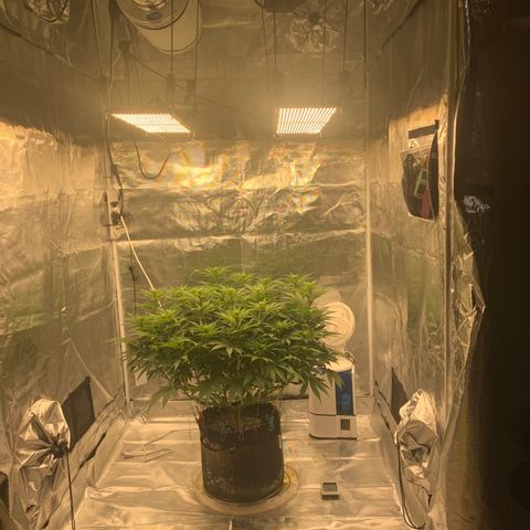 Green Crack growlog timeline photo