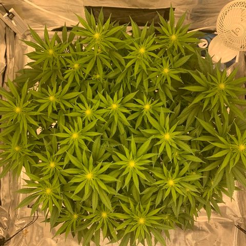 Green Crack growlog timeline photo