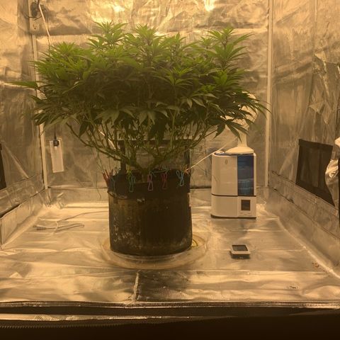 Green Crack growlog timeline photo