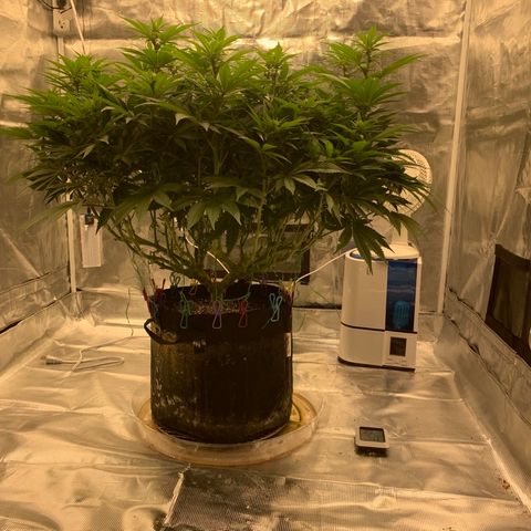 Green Crack growlog timeline photo