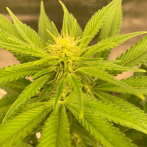 Green Crack growlog timeline photo
