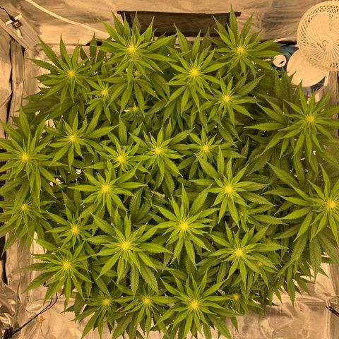 Green Crack growlog timeline photo