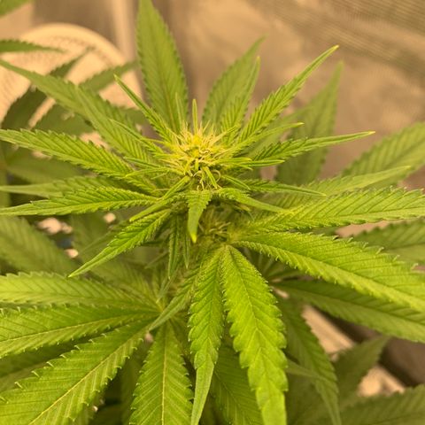 Green Crack growlog timeline photo