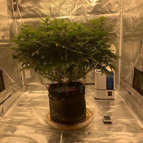 Green Crack growlog timeline photo