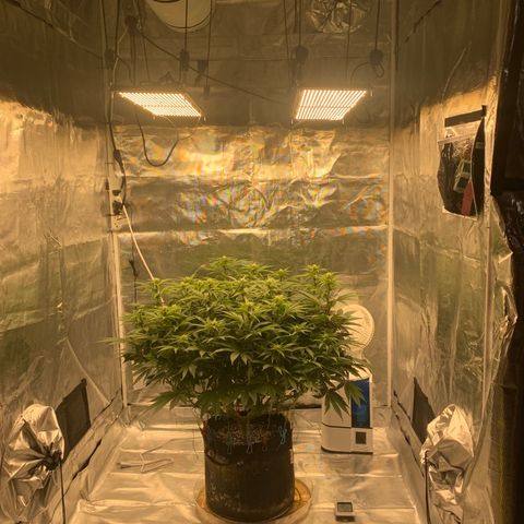 Green Crack growlog timeline photo