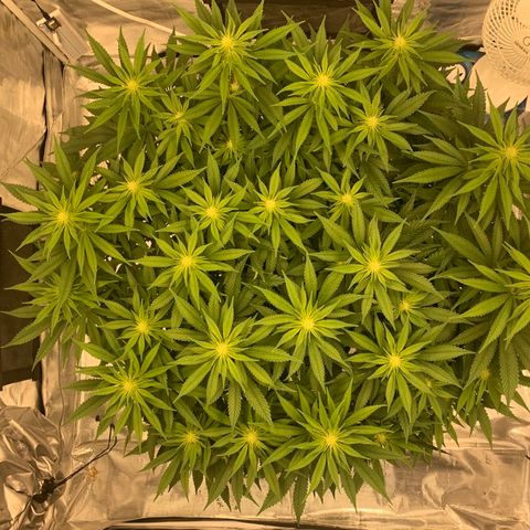 Green Crack growlog timeline photo