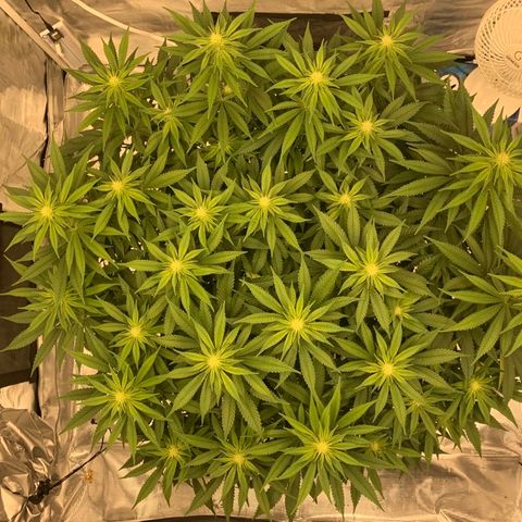 Green Crack growlog timeline photo