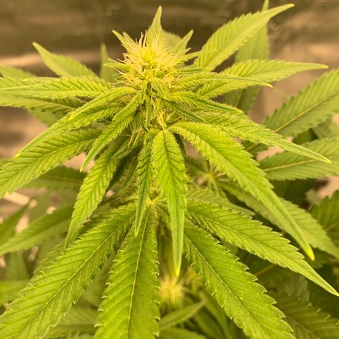 Green Crack growlog timeline photo