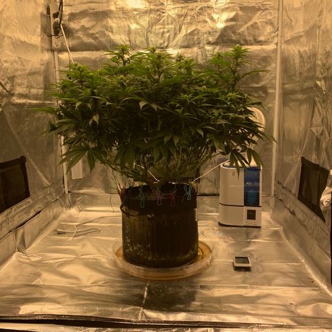 Green Crack growlog timeline photo