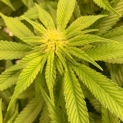 Green Crack growlog timeline photo