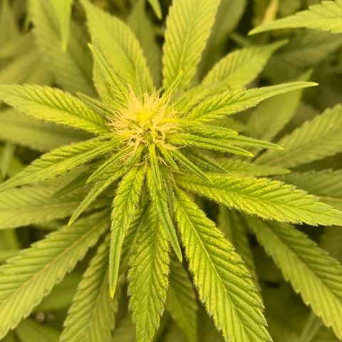 Green Crack growlog timeline photo