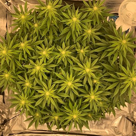 Green Crack growlog timeline photo