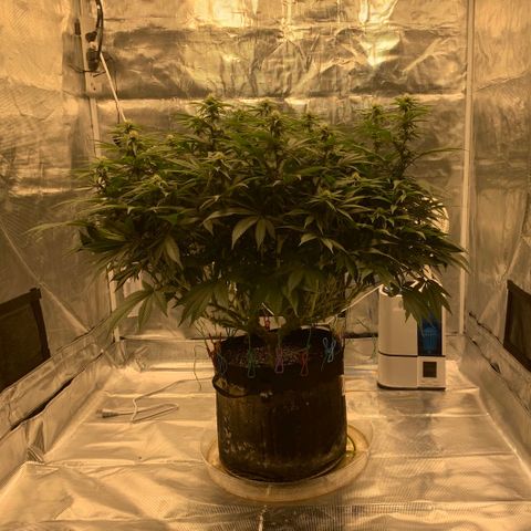 Green Crack growlog timeline photo
