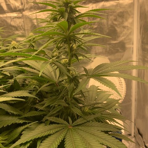 Green Crack growlog timeline photo