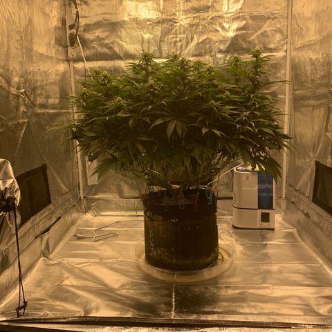 Green Crack growlog timeline photo