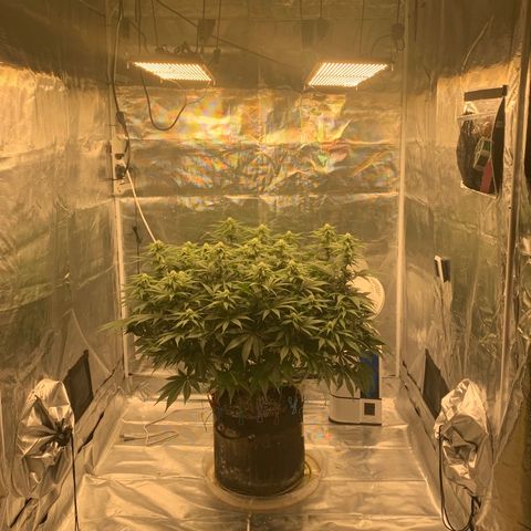 Green Crack growlog timeline photo