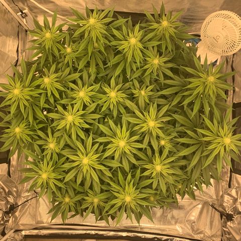 Green Crack growlog timeline photo