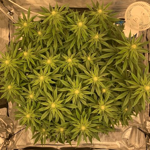 Green Crack growlog timeline photo