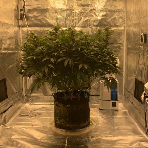 Green Crack growlog timeline photo