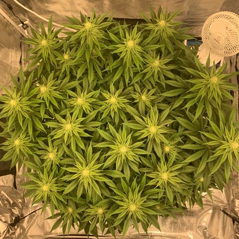 Green Crack growlog timeline photo