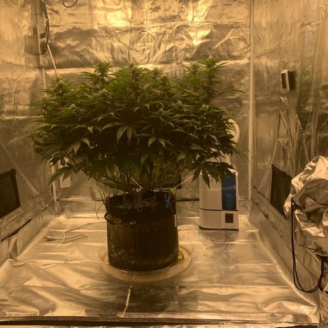 Green Crack growlog timeline photo