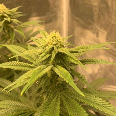 Green Crack growlog timeline photo