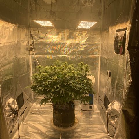 Green Crack growlog timeline photo