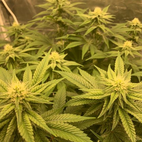 Green Crack growlog timeline photo