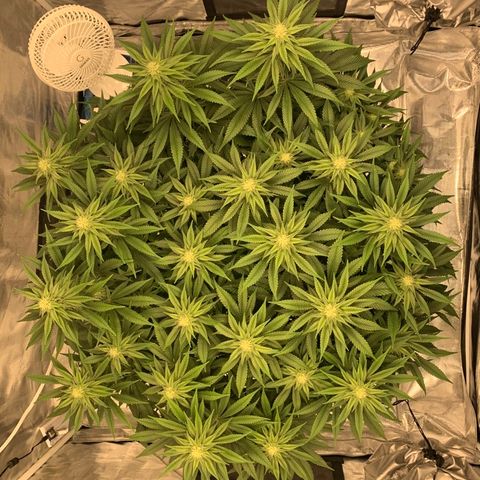 Green Crack growlog timeline photo