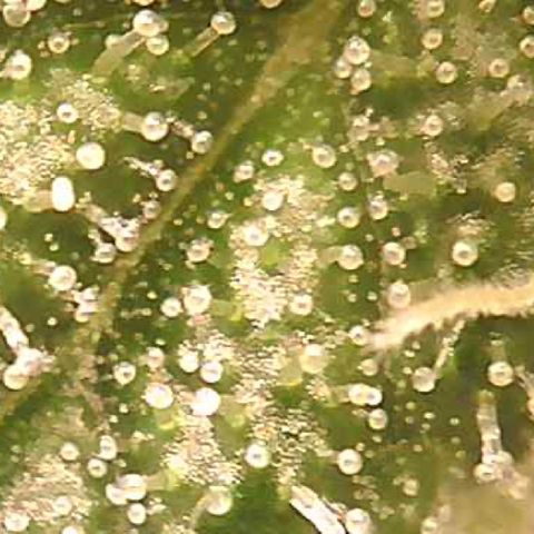 Green Crack growlog timeline photo